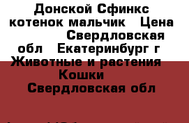 Донской Сфинкс котенок мальчик › Цена ­ 5 000 - Свердловская обл., Екатеринбург г. Животные и растения » Кошки   . Свердловская обл.